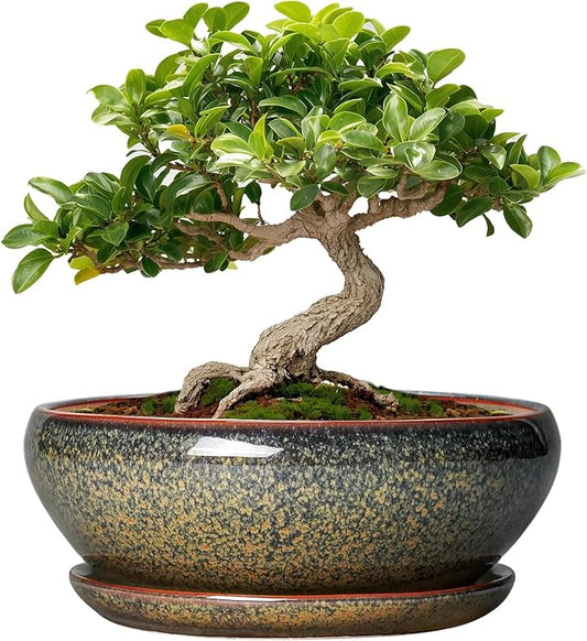 SQOWL Bonsai Pots Small - 6 Inch Ceramic Succulent Pots with Drainage Hole and Saucer, Shallow Round Planter for Indoor Plants Outdoor, Ceramic Cactus Planter, Patio Decor, Housewarming Gift, Brown