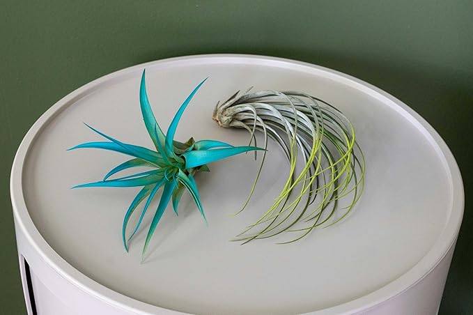 Purple Colorful Tillandsia Air Plants - Long Lasting Color Enhanced Live Tillandsia Succulent House Plants - Home and Garden Decor - Easy Care Indoor and Outdoor (Argentea Thin, Pack of 3)