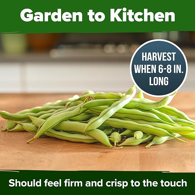 HOME GROWN Contender Bush Seeds - 56 𝗡𝗢𝗡-𝗚𝗠𝗢 𝗨𝗦𝗔-𝗦𝗢𝗨𝗥𝗖𝗘𝗗, Heirloom Green Beans for Planting - Emergency Food Supply (Phaseolus vulgaris)