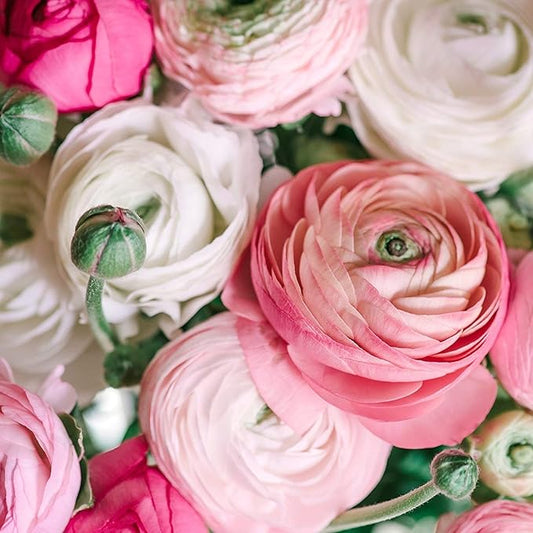 Ranunculus Pastel Mix - Persian Buttercup Bulbs (Not Seeds) - 10 XL Bulbs