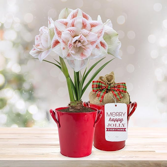 Garden State Bulb Galaxy Nymph Double Amaryllis Bulb Gift Kit, 26/28cm (Red Planter)