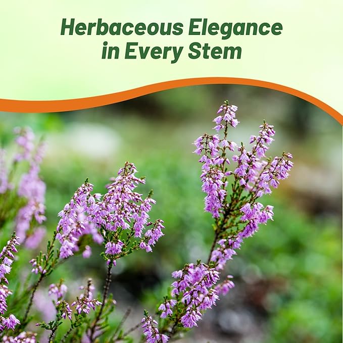 Outsidepride Germander Herb Seeds - 500 Pcs Perennial, 18-Inch Tall, Violet Blooms, Evergreen Ornamental Hedge for Herb Gardens, Attracts Bees & Butterflies, Minimal Watering Needs