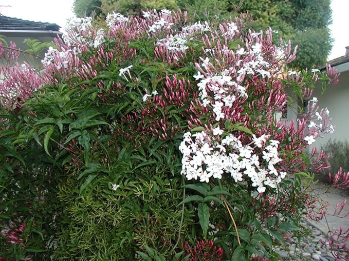 Pink Jasmine Vine - Jasminum Polyanthum - Fragrant & Blooming, Perfect for Indoor/Outdoor Decor (4 Pink jas sacs)