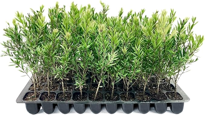 Bottlebrush Red Cluster | 3 Live Plants | Callistemon | Drought Tolerant Shrub, Evergreen Foliage, Vibrant Red Blooms, Low Maintenance Plant, Attracts Hummingbirds, Landscaping