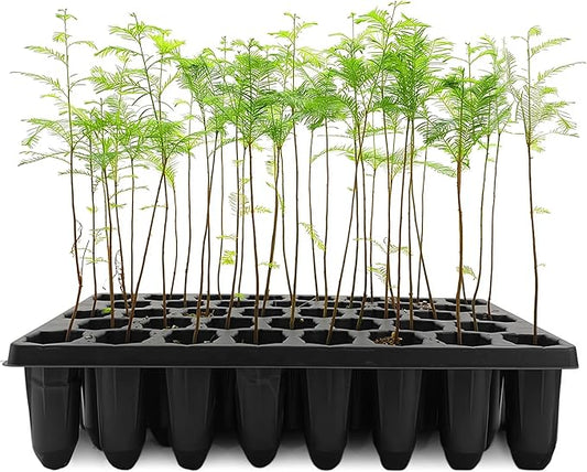 Bald Cypress | 3 Live Trees | Taxodium Distichum | Fast Growing Shade Tree Wet Tolerant