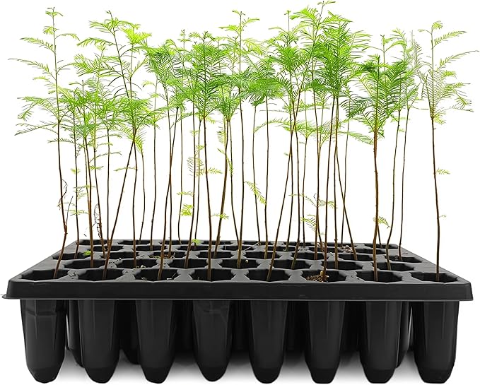 Bald Cypress | 30 Live Trees | Taxodium Distichum | Fast Growing Shade Tree Wet Tolerant