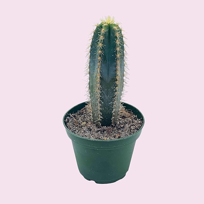 BubbleBlooms Blue Columnar Cactus, Pilosocereus pachycladus Cacti, Column Blue Torch, in a 4 inch Pot
