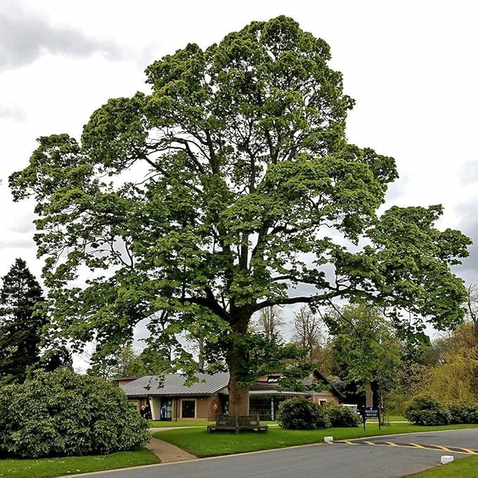 5 American Sycamore Trees - 12-24" Tall Live Plants - Shade Tree Seedlings - Platanus occidentalis - (5 Pack)
