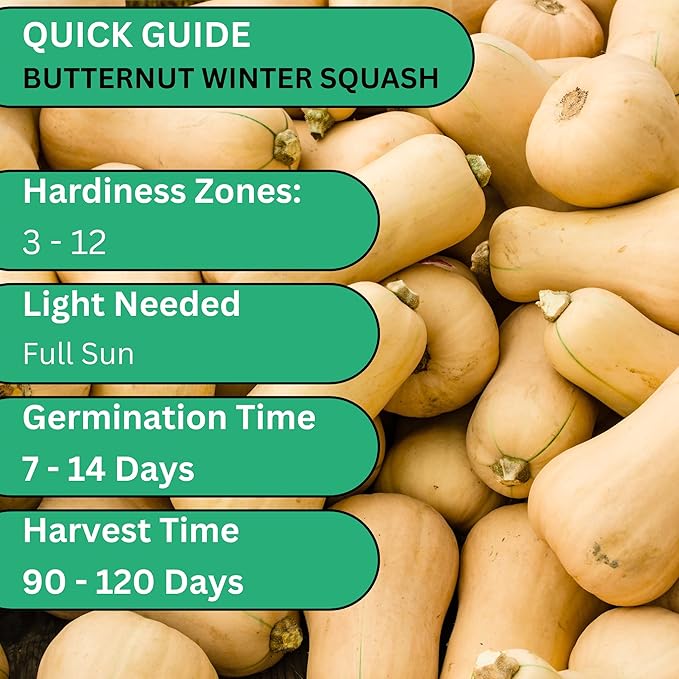 Woods Creek Seeds: Waltham Butternut Winter Squash Seeds for Planting - Over 75 Heirloom Non-GMO Butternut Squash Seeds for Planting Outdoors or Indoors - Beginner Friendly & High Yield Seed