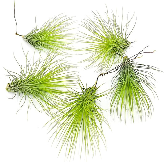 ragnaroc Air Plants - Tillandsia Andreana, Large 4-6" - 5ct - Live Arrival Gauranteed - House Plants for Home Decor & Gift