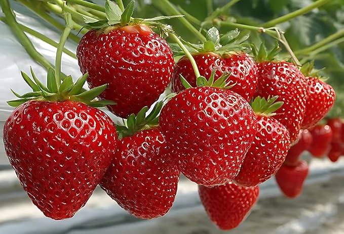 20 Ruby Charm Strawberry Plants - Fruit Very Firm, Sweet, High Yields (20 Plants)