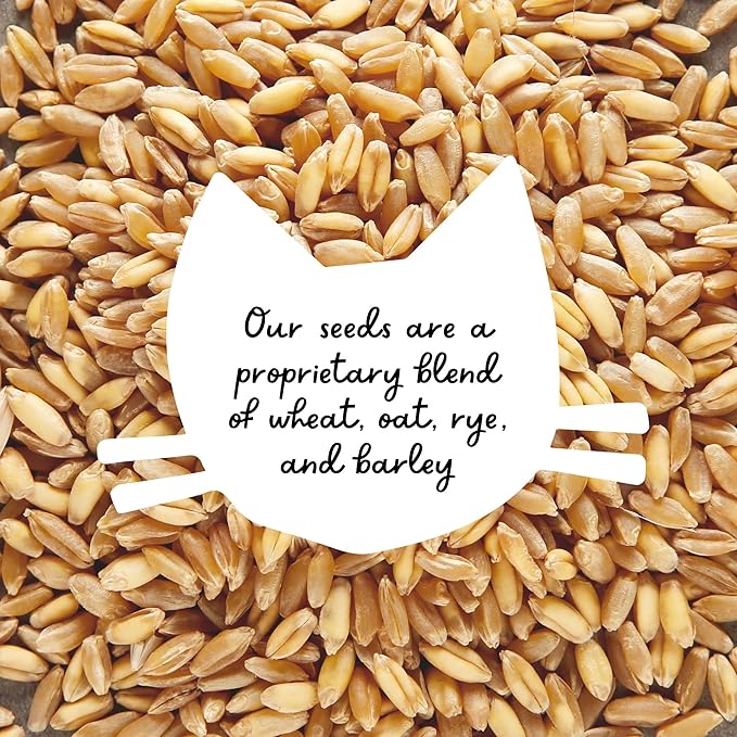 The Cat Ladies Cat Grass Kit with White Rustic Wooden Planter, Organic Cat Grass Seeds and Soil. Easy to Grow for Indoor Cats. Prevent Hairballs and Aid Digestion