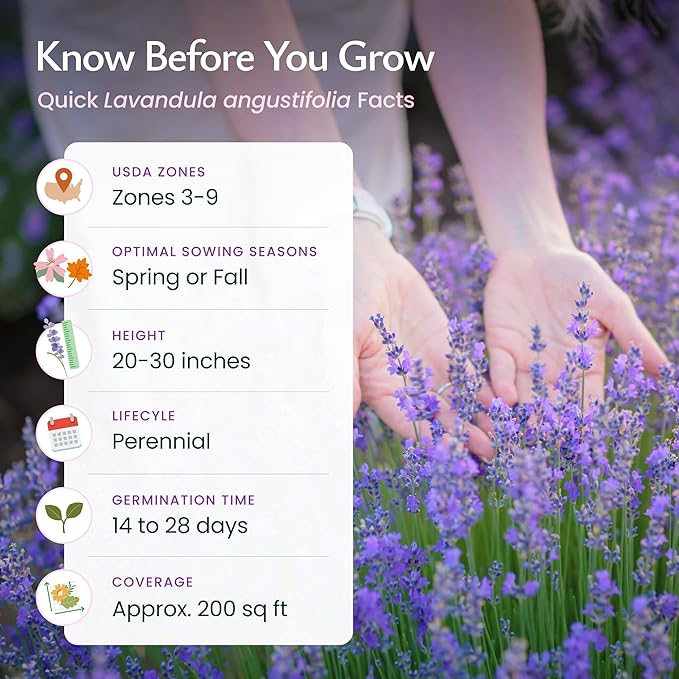 Created By Nature English Lavender Seeds, 3,000 Purple Perennial Wildflower Seeds