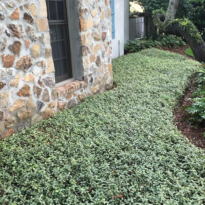Jasmine Asiatic Variegated Plants | 5 Live 4 Inch Pots | Trachelospermum Asiaticum 'Variegata' | Fragrant Ground Cover | Evergreen Vine