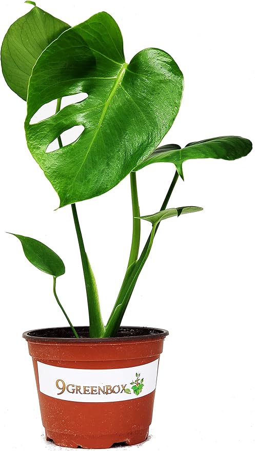 9GreenBox Split Leaf Philodendron 6" Pot - Monstera - Edible Fruit Tastes Like Pineapple