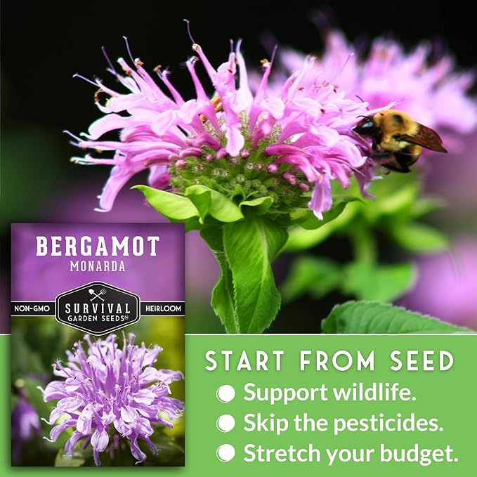 Survival Garden Seeds - Bergamot Herb (Bee Balm) Seed for Planting - 5 Packets with Instructions to Grow Monarda Fistulosa Wildflowers in Your Home Vegetable Garden - Non-GMO Heirloom Variety
