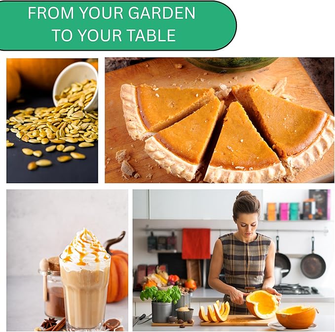 Woods Creek Seeds: Small Sugar Pie Pumpkin Seeds for Planting - Over 40 Heirloom Non-GMO Pumpkin Seeds to Plant - Ideal Heirloom Seeds to Grow for Pies & Fall Harvest - Pumpkins for Outdoor Gardens