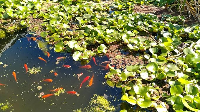 5 Live Water Hyacinth Plants, Purple Flowers, Floating Aquatic Plants for Ponds and Water Gardens