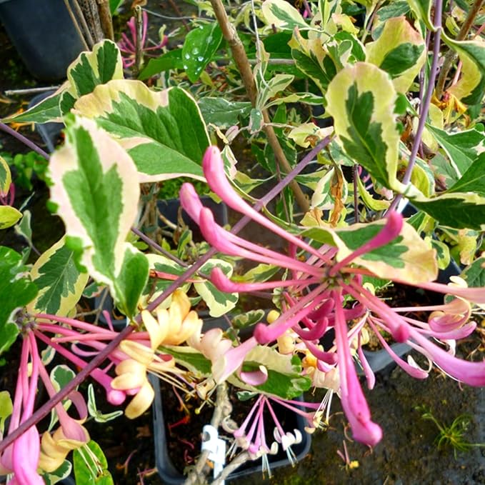 Variegated Climbing Honeysuckle Plant Live, Fragrant Honeysuckles Plants Vine Bushes in 2.5 Inch Pot