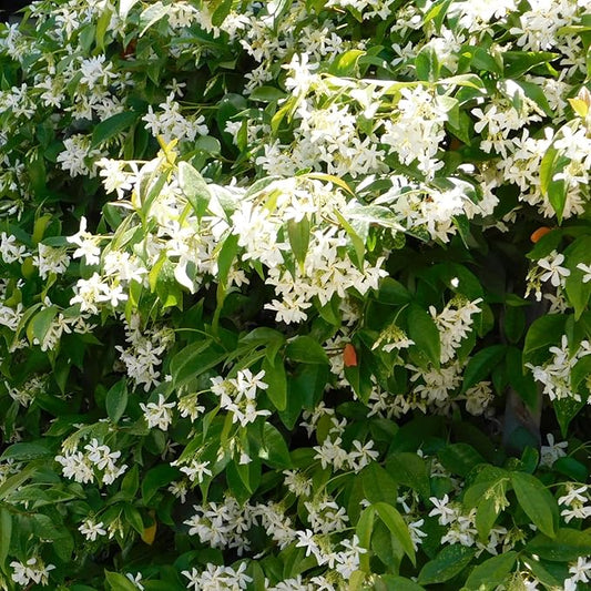 Star Jasmine Live Plant, Live Star Jasmine Plant, White Flowers Vine Live Plants, 4 to 6 Inch Tall, Indoor Outdoor Garden, No Pot, Perennial Flower Starter Plants for Growing