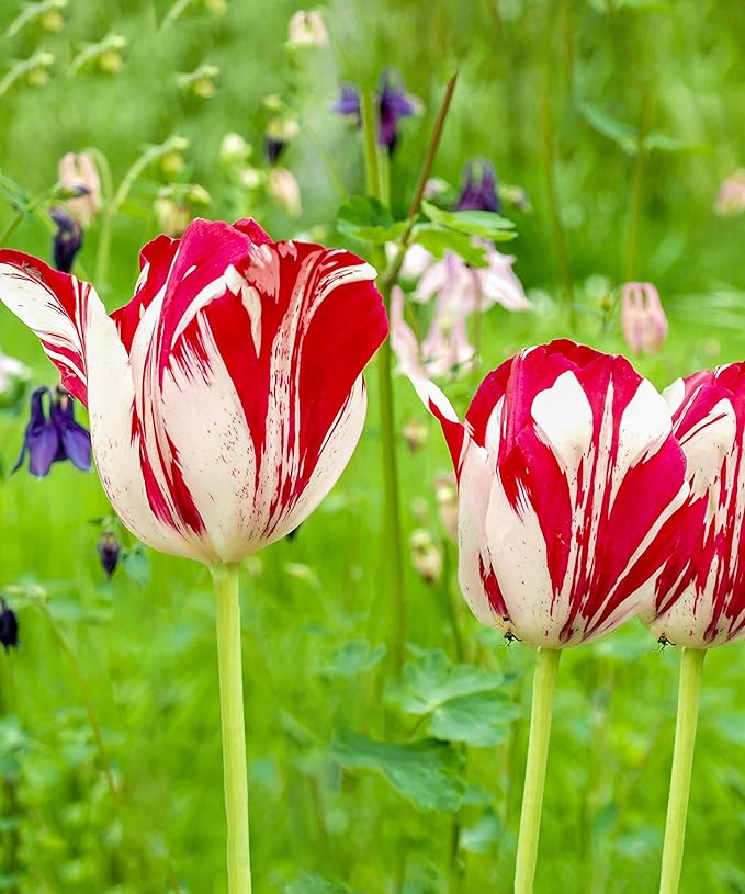 Mixed Sorbet Tulips – 8 Bulbs | Pink, Red & White Perennial Flowers - Spring Blooming | Easy-to-Grow Rembrandt Tulips for Rock Gardens, Borders & Containers – Zones 3–8 | Butterfly & Bee Attracting