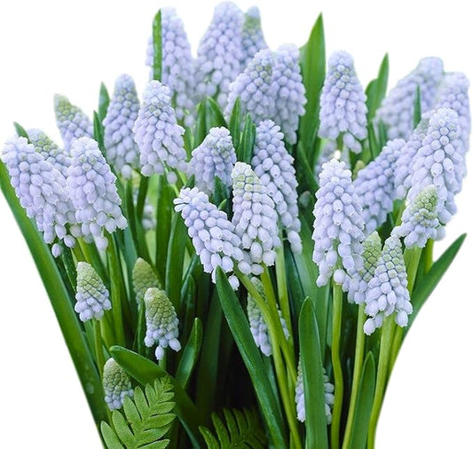 Easy to Grow Muscari Grape Hyacinth Valerie Finnis 10 Plant Bulbs - Ice Blue Flowers in Spring, Full Partial Sun Outdoor Zones 4-8