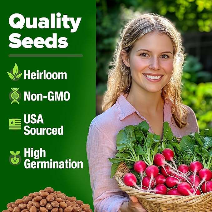 HOME GROWN Cherry Belle Radish Seeds 800+ Non GMO Heirloom Vegetable Seeds for Planting Outdoors Harvest in 30 Days Red Radishes, Spring and Fall Gardens (Raphanus Sativus)