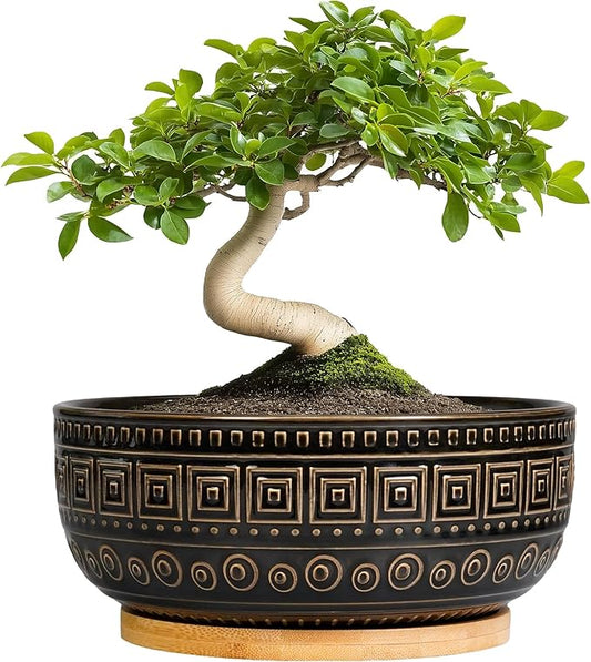 G EPGardening Bonsai Planter - 8 Inch Ceramic Succulent Pots with Drainage and Plant Saucer, Round Shallow Planter Bowl for Indoor Plants Flower, Boho Garden House Decor, Plant Lovers Gifts, Black