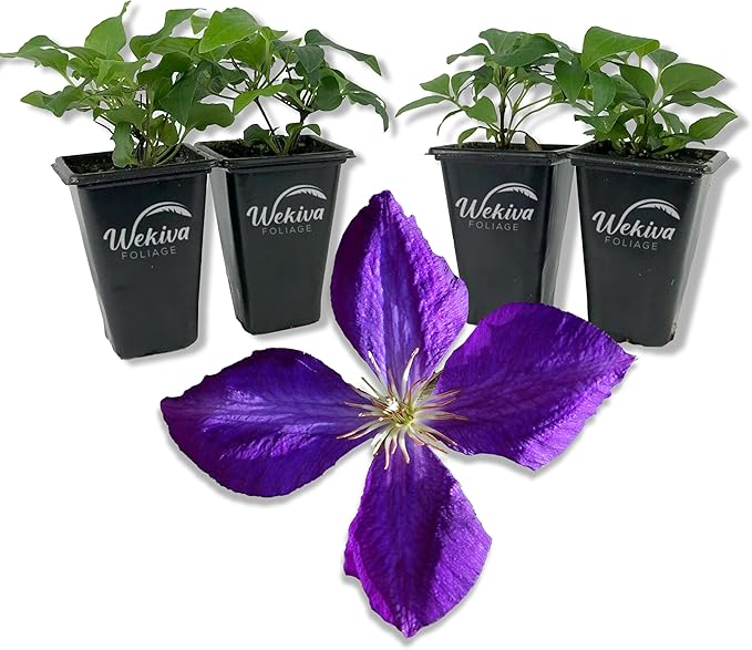 Clematis Jackmanii - 4 Live Starter Plants in 2 Inch Growers Pots - Starter Plants Ready for The Garden - Beautiful Violet Purple Flowering Vine