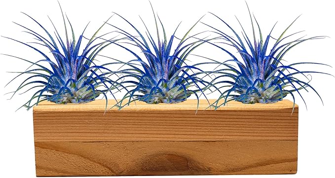 Air Plants 3 Pack - Tillandsia Ionantha - 3 Hole Planter - Organically Enhanced Color - Live Arrival Guaranteed - House Plants for Home Decor & Gift (3Pk + Black Planter) (3Pk Blue Bell + Tan 3 Hole)