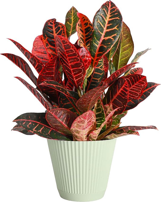 Thorsen's Greenhouse Live Petra Croton Plant, Codiaeum Variegatum, Colorful Foliage, Live Indoor Houselant (Sage, 6-inch Pot)