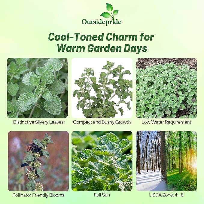 Outsidepride - Horehound Seeds - 10000 Pcs. Perennial, Compact, Easy to Grow & Pollinator Friendly, Herb Seeds for Planting Toothed, Wooly Gray-Green Foliage for Versatile & Culinary Uses