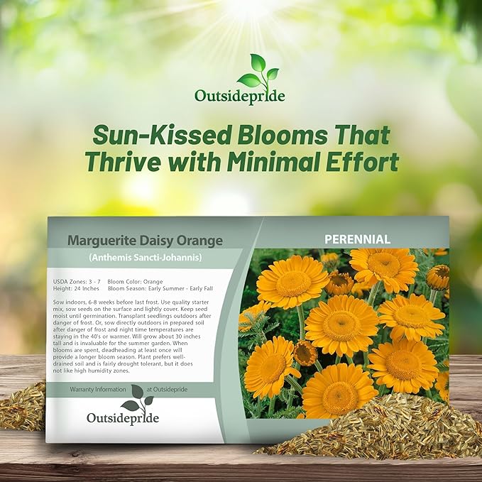 Outsidepride Orange Marguerite Daisy Seeds - 5000 Pcs. Perennial Drought-Tolerant & Pollinator-Friendly, Flower Seeds for Planting Vibrant Blooms for Gardens, Borders & Cut Flowers
