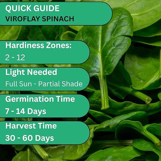 Woods Creek Seeds: Viroflay Spinach Seeds for Planting - Over 450 Heirloom Spinach Seed Pack - Non-GMO Viroflay Spinach Seeds for Planting Outdoors or Hydroponic Vegetable Gardening