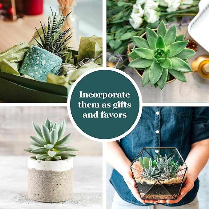 Shop Succulents | Azul Verde Collection | Assortment of Hand Selected, Fully Rooted Live Indoor Blue/Green Succulent Plants, 32-Pack