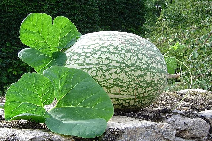 Melon Seeds for Planting (10 Seeds) - Grow Your Own Food (Shark Fin Melon)