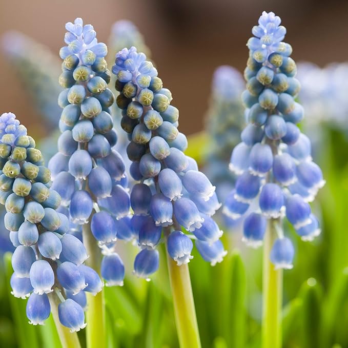 Easy to Grow Grape Hyacinth Muscari Armeniacum 30 Plant Bulbs - Blue Flowers in Spring, Sun Outdoor Zones 4-8