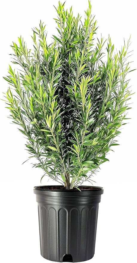 Podocarpus Japanese Yew | 1 Extra Large 3 Gallon Plant | Podocarpus Macrophyllus | Evergreen Shrub, Low Maintenance, Drought Tolerant, Privacy Screen Landscaping, Fast Growing, Ornamental Foliage