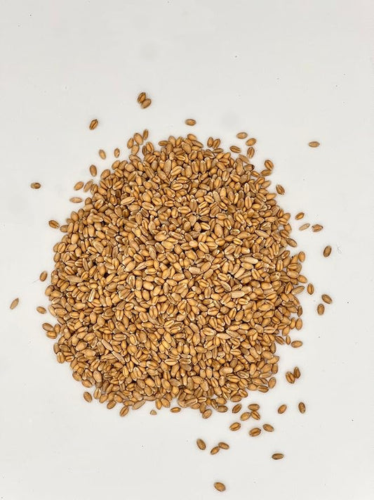 Thunder Acres Premium Soft Red Winter Wheat Seed (2, Pounds)