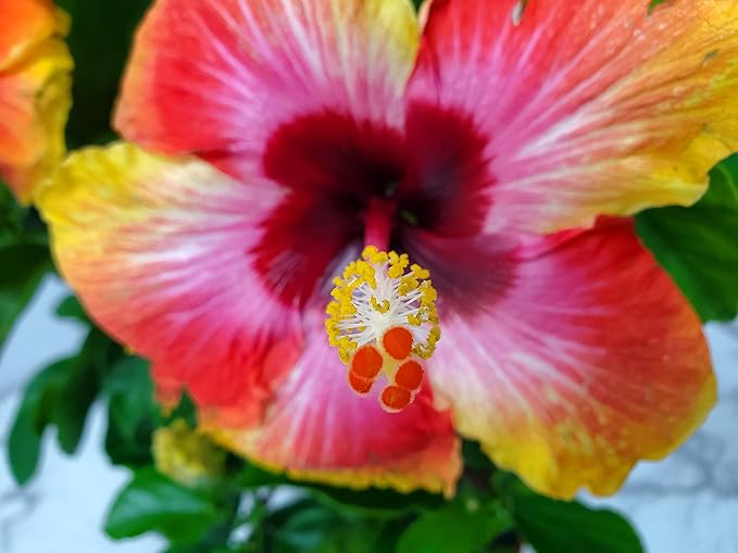 Live Hibiscus Tree Braided Fiesta - Overall Height 34" to 38" - Tropical Plants of Florida (Plant in Growers Planter)