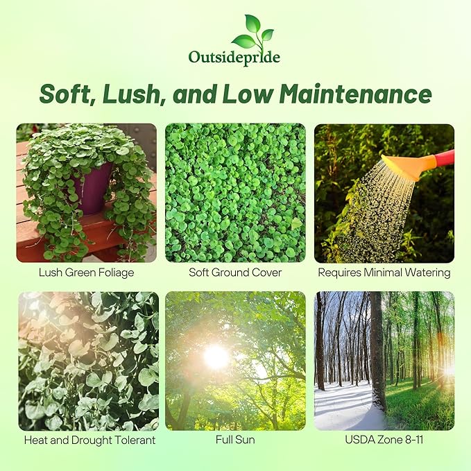 Outsidepride Perennial Dichondra Emerald Falls Seed - 15 Pcs Drought & Heat Tolerant, Low-Growing, Ground Cover Seeds for Planting Lush Green Ground Cover for Gardens, Pathways & Container Planting