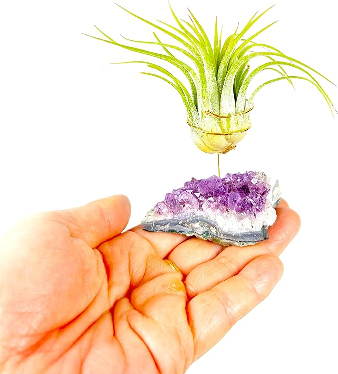 Set of 3 Mini Amethyst Crystal Air Plant Holders – Hand-Altered Natural Geode Clusters with Live Tillandsia, Ready-to-Gift Décor for Women, Birthdays, Christmas & Housewarming