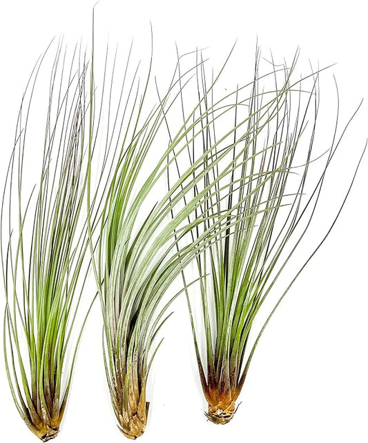 ragnaroc Air Plants - Tillandsia Juncea, Jumbo 8-12" - 3ct - Live Arrival Guaranteed - House Plants for Home Decor & Gift
