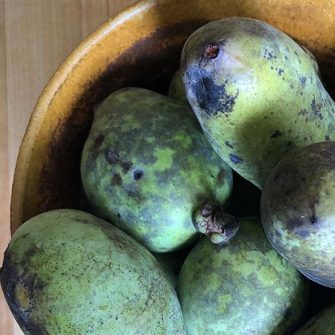 Pawpaw Seeds (Asimina triloba) 5 Seeds (10 Grams) - Edible Paw Paw Fruit Tree Seeds for Forest Farming - Wild Food - Survival Garden