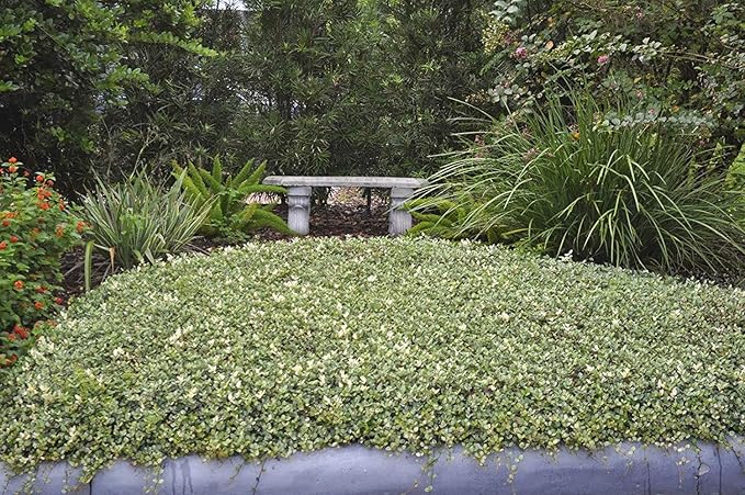 Variegated Asiatic Jasmine | 40 Live Plants | Trachelospermum Asiaticum | Fast Growing Ground Cover, Evergreen Foliage, Low Maintenance Vine, Landscaping Shrub, Drought Tolerant Plant