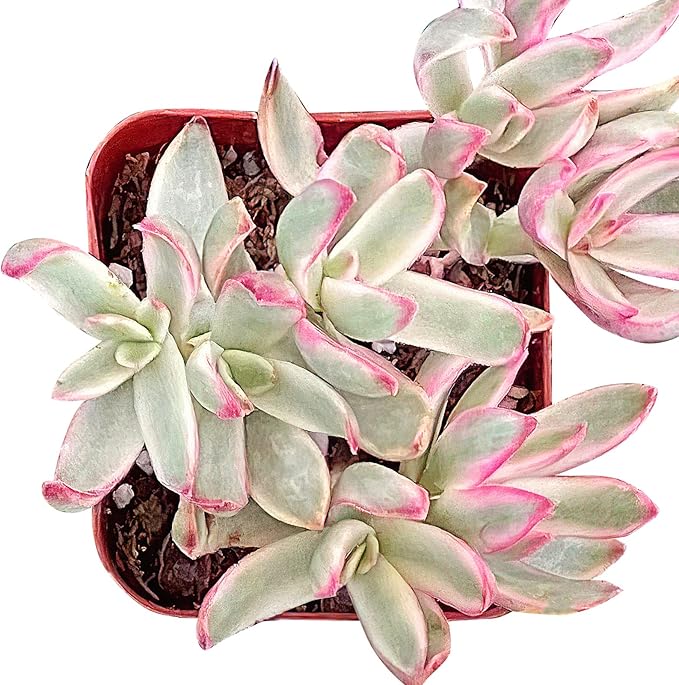 Sprout N Green Crassula rubricaulis Candy Cane, Live Succulent Fully Rooted in 2 inch Starter Pot, House Plant for Indoor Outdoor Home Office Wedding Decoration Party Favor