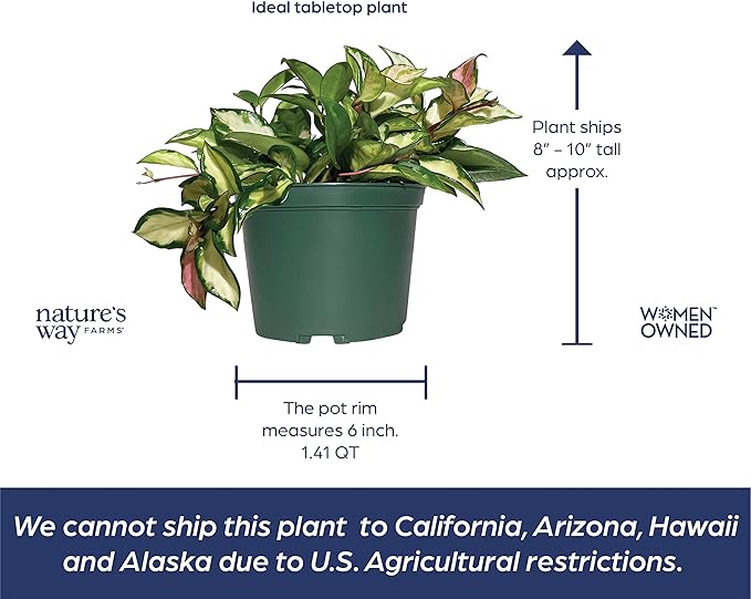 Nature’s Way Farms Hoya Carnosa Variegated Live Plant (7-11In. Tall) in Grower Pot