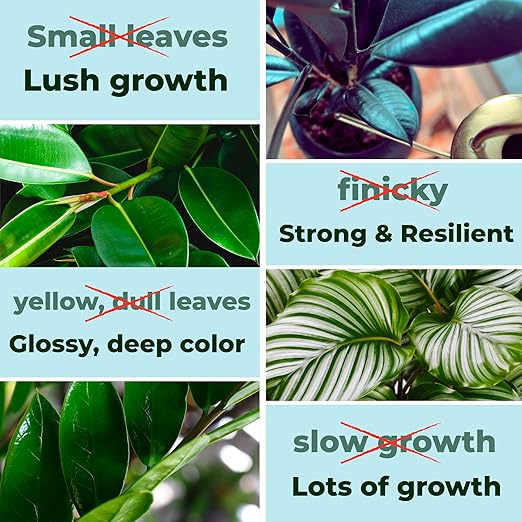 Big Green Leaves Indoor Plant Food - House Plant Fertilizer - Fast Acting Minerals +Superfood Sea Kelp | 4X More Concentrated Than Liquid Plant Food (1LB)
