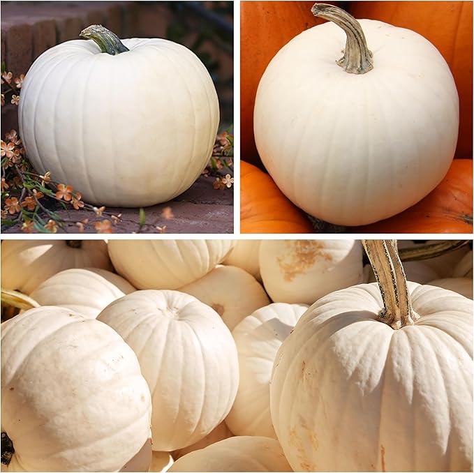 Seed Needs White Pumpkin Seeds for Planting Lumina Pumpkins - Non-GMO Heirloom & Untreated Vegetable Seeds to Plant an Outdoor Pumokin Patch - Perfect for Carving (5 Packs)