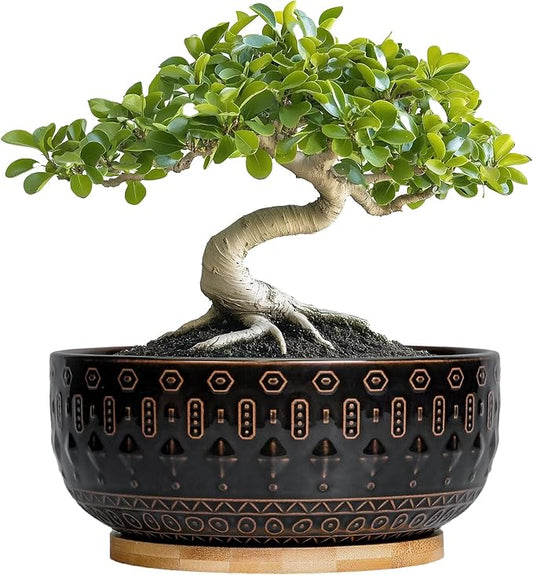 Bonsai Planter - 8 Inch Ceramic Pots for Plants Indoor, Shallow Round Succulent Bowl with Drainage Hole and Tray for Cactus, Boho Room Garden House Decor, Birthday Gifts, Black